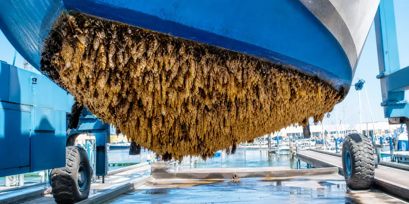 Limpiar una embarcación con incrustaciones marinas en el casco